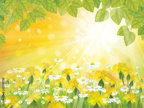Vector sunshine background with branches of  leaves,  chamomiles