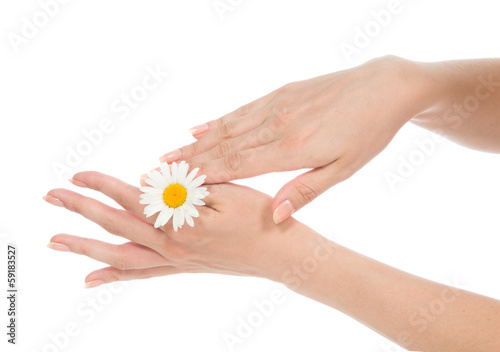 Beautiful woman hands french manicure with camomile daisy flower