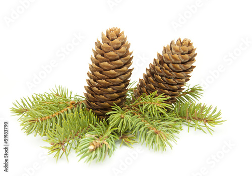 Fir cones on a branch of spruce. .