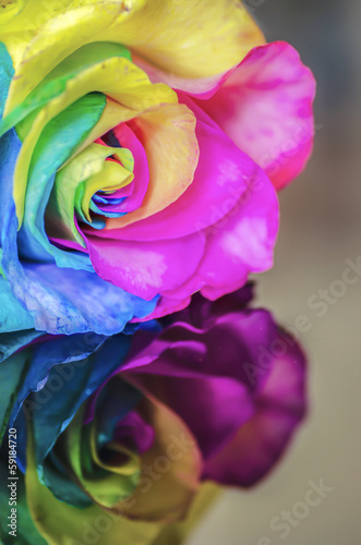 Rainbow Rose with Reflection