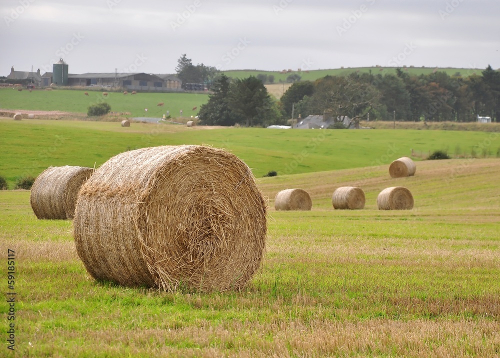 Hay Bales in a farm field