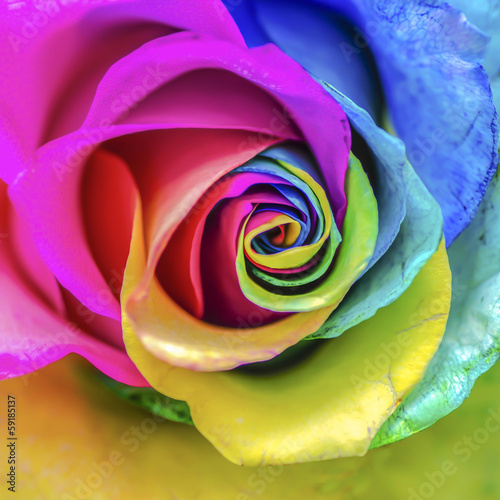 Rainbow Rose