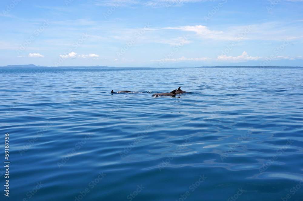 Swimming dolphins in calm sea