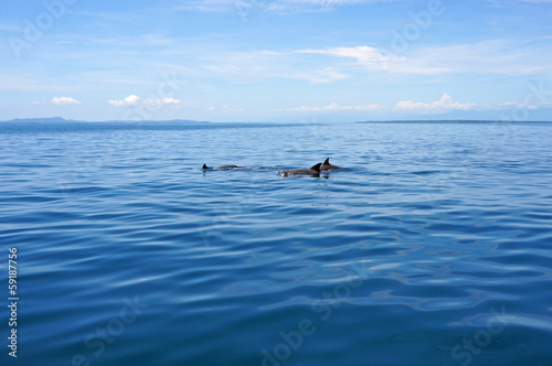 Swimming dolphins in calm sea