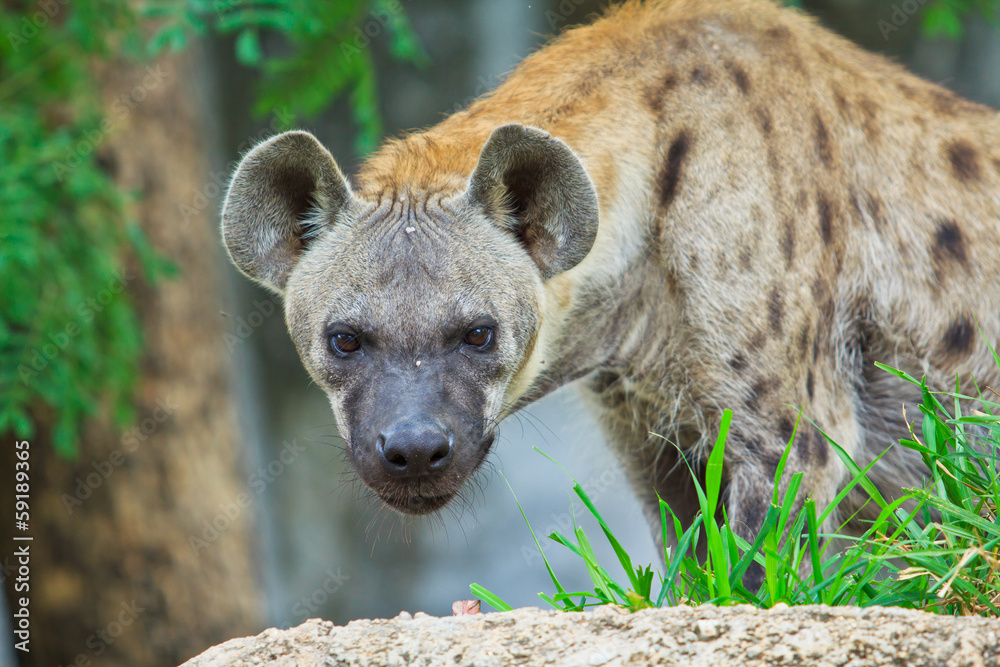 Hyena Hyena