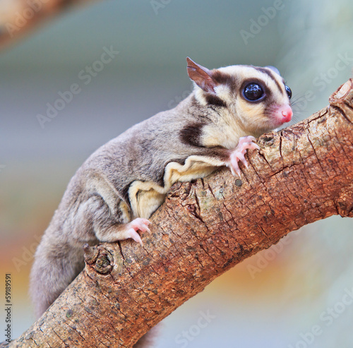 Sugar glider photo