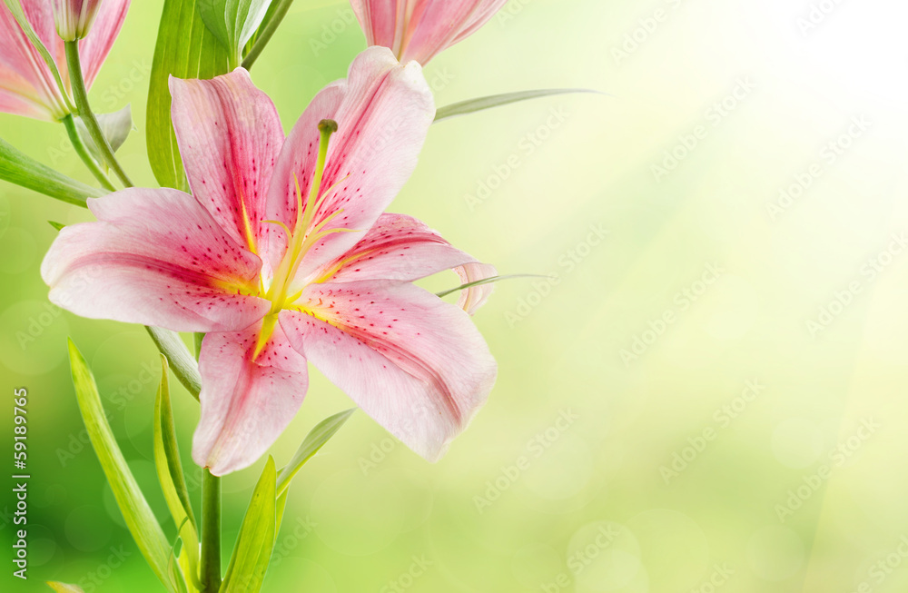 Pink lilies background