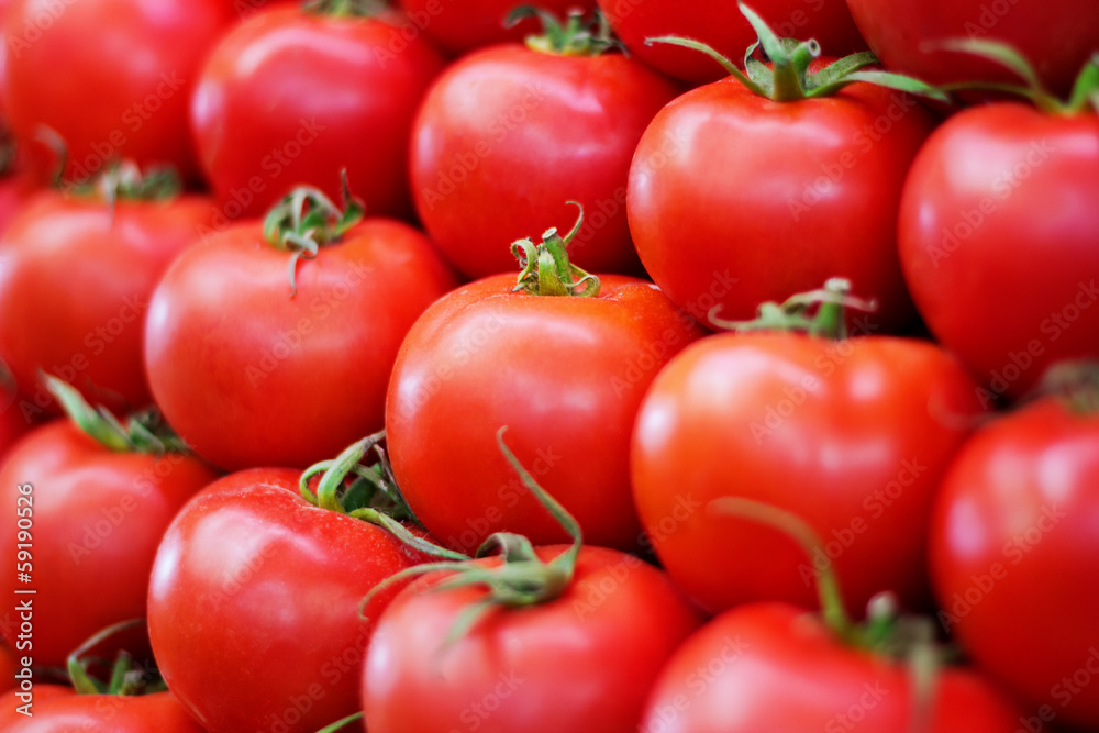 Erntefrische reife Tomaten
