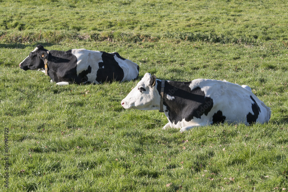 Fototapeta premium vaches allongées dans un champ