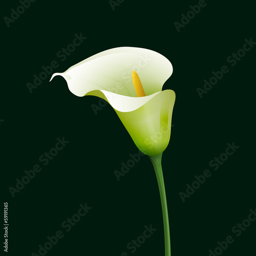 Fototapeta Naklejka Na Ścianę i Meble -  Calla