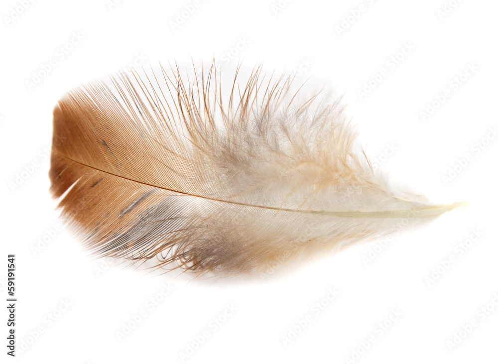 Single feather isolated on white background Single feather isolated on white background