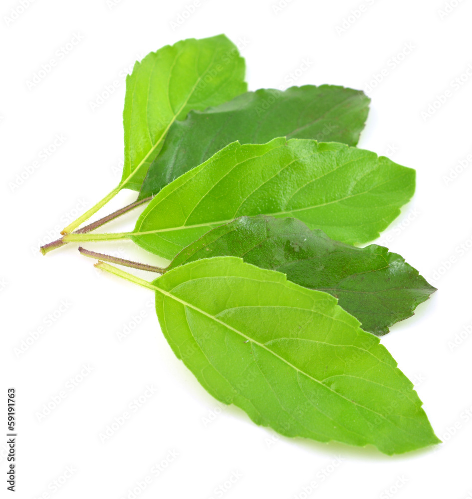 Fototapeta premium Holy basil or tulsi leaves isolated over white background