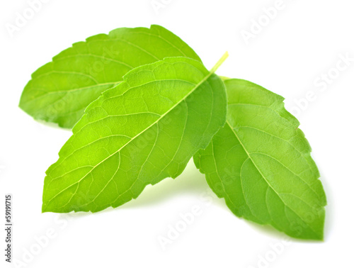 Holy basil or tulsi leaves isolated over white background