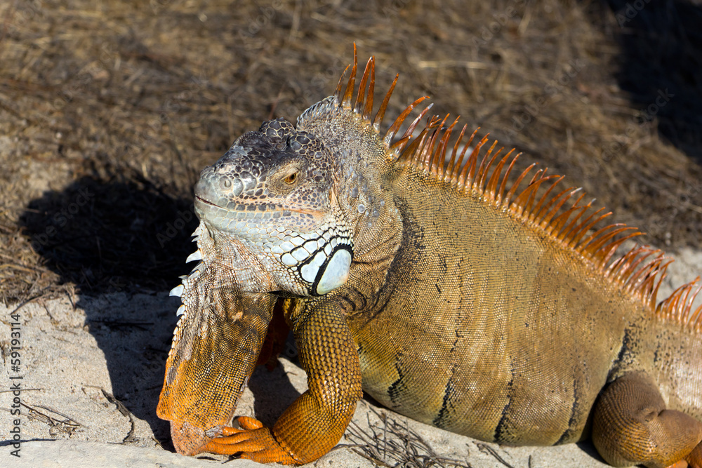 Fototapeta premium Leguan am Strand