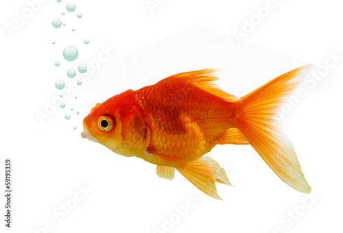 Gold fish in water © Photo-maxx