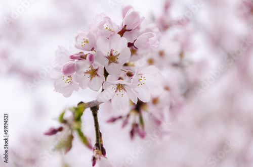 Japan pink sakura
