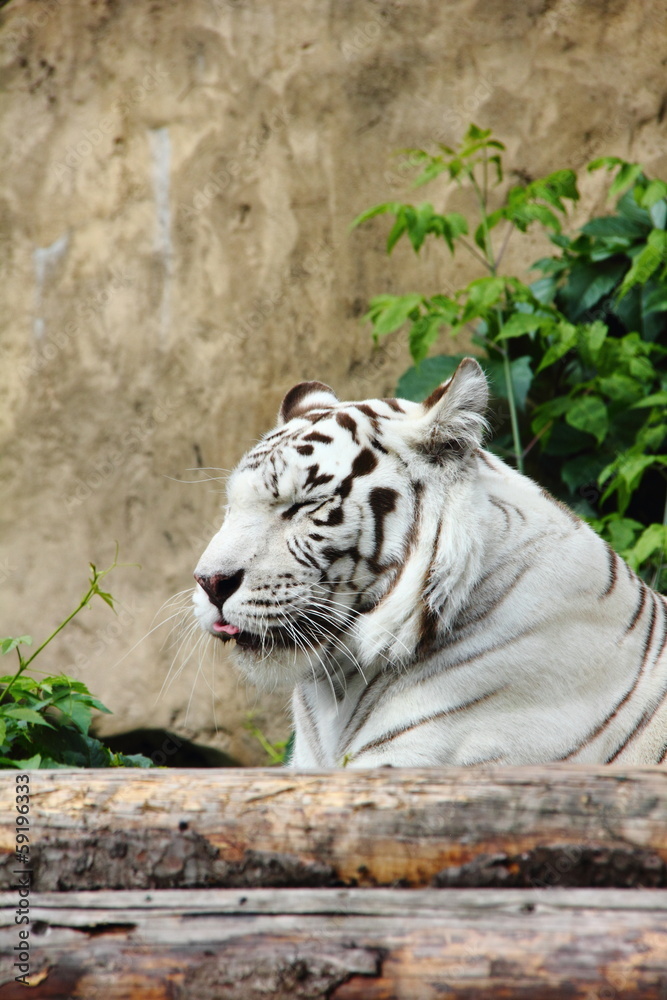 Naklejka premium White tiger.