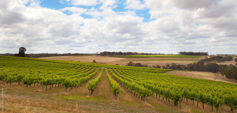 grapevine in Margaret River, Western Australia