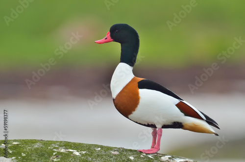 Wild goose flying (tadorna tadorna)