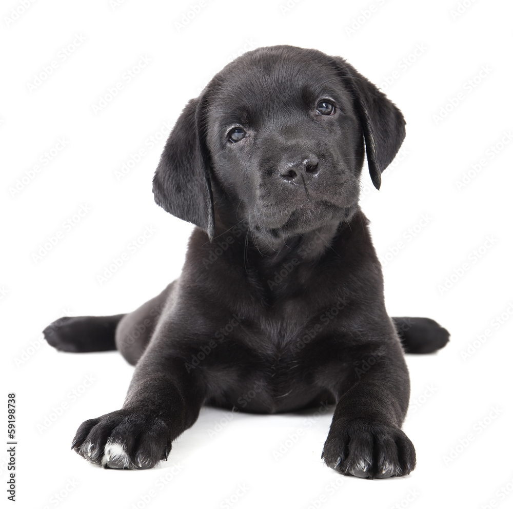 Labrador puppy on a white background in studio