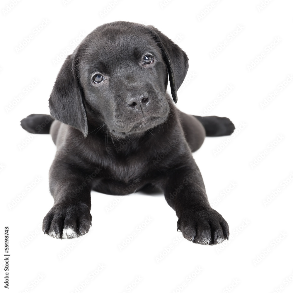 Labrador puppy on a white background in studio Labrador puppy on a white background in studio
