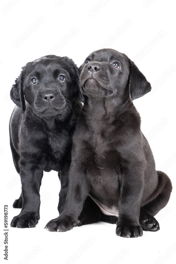 two labrador puppy on a white background in studio two labrador puppy on a white background in studio