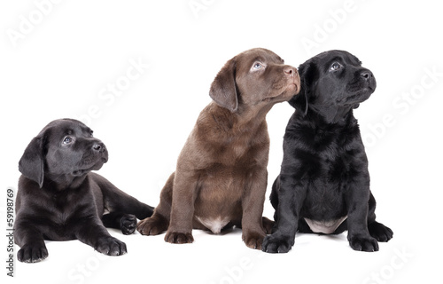 three labrador puppy on a white background in studio