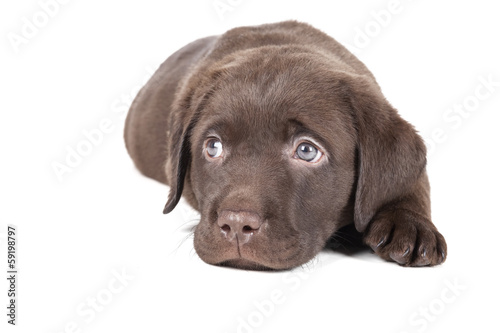 Labrador puppy chocolate on a white background in studio