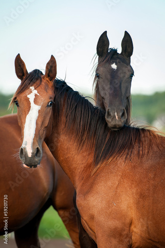 Portrait of two horses © Rita Kochmarjova