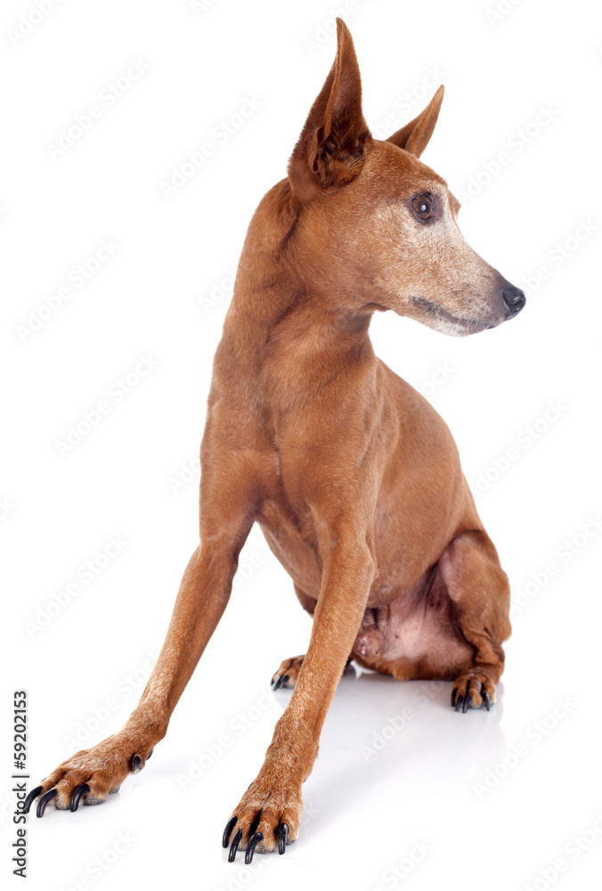Obraz premium senior miniature pinscher