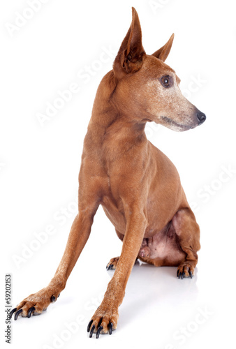 senior miniature pinscher