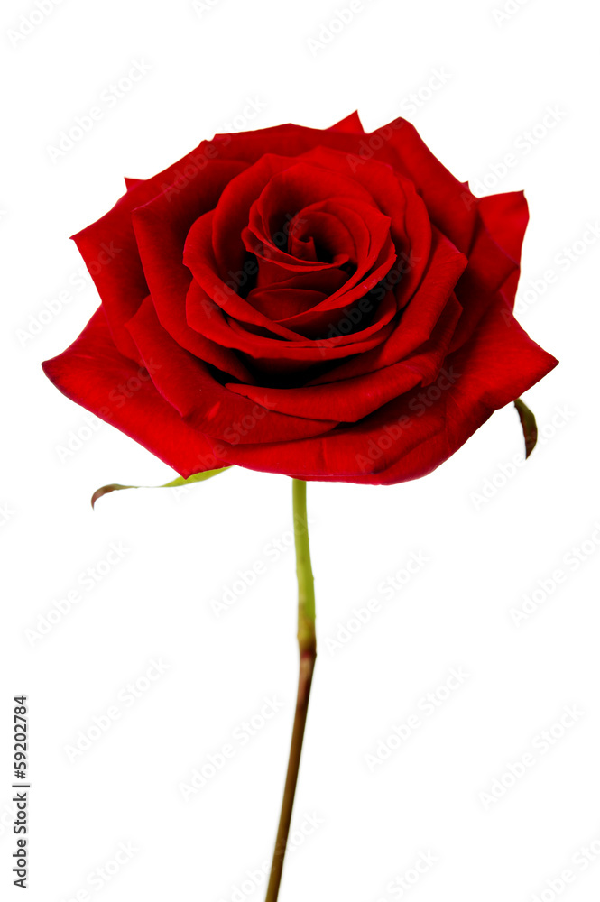Single red rose isolated on a white background Single red rose isolated on a white background