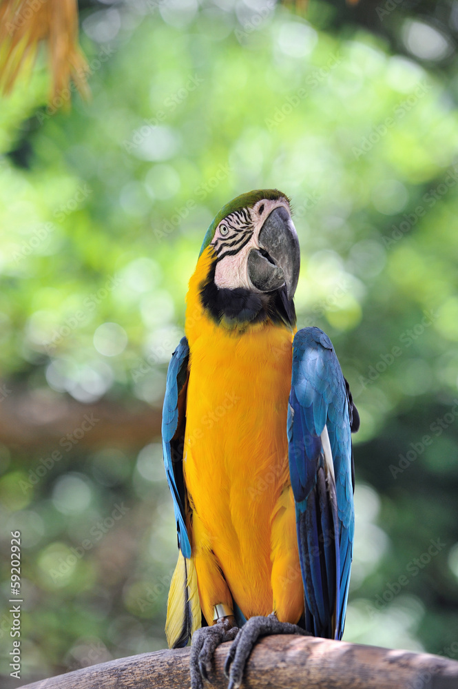 ルリコンゴウインコ ルリコンゴウインコ