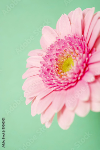 Pink gerbera on a green background