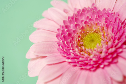 Pink gerbera on a green background