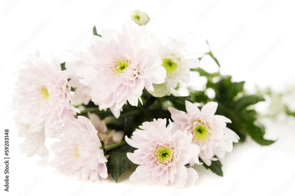 Soft pink spray chrysanthemum Soft pink spray chrysanthemum
