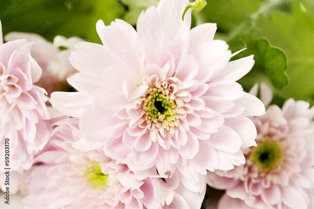 Fototapeta premium Soft pink spray chrysanthemum