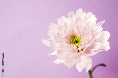Pink chrysanthemum on a purple background