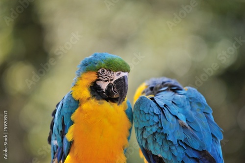 ルリコンゴウインコ