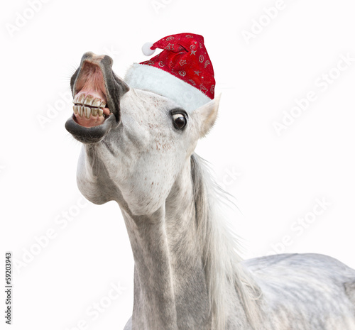 Smiling Christmas horse with hat on white background