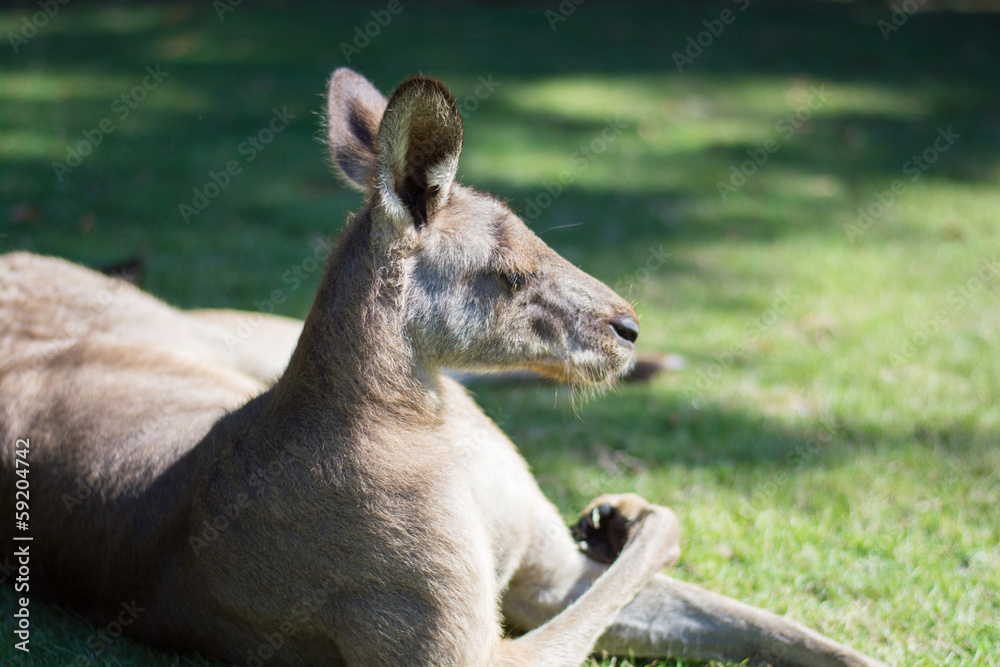 カンガルー