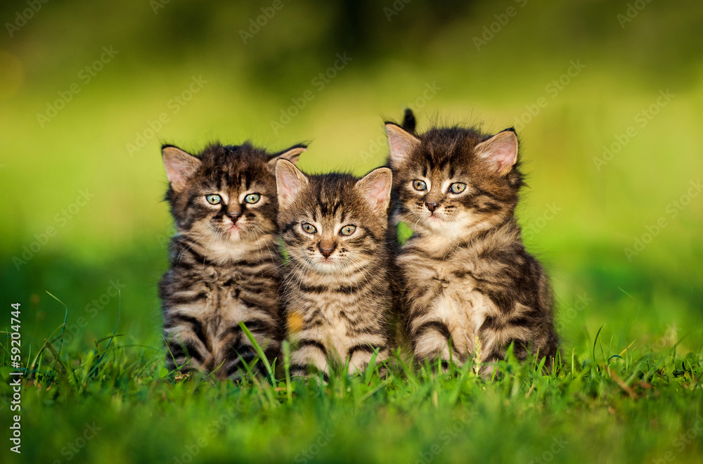 Three little tabby kittens sitting on the grass Three little tabby kittens sitting on the grass