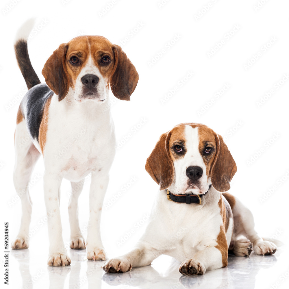 Zwei Beagles