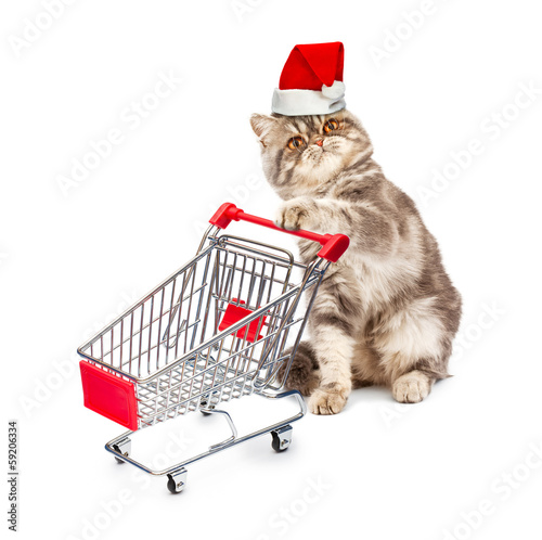 Cat in a Christmas cap with a cart on white photo