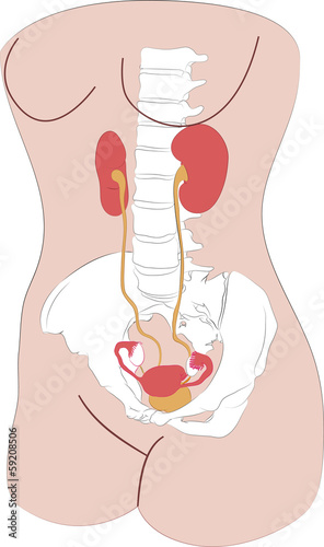 Vector Drawing of Woman Urinary and Reproductive System