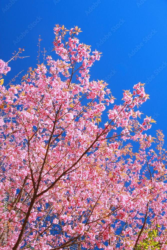Wild Himalayan Cherry flower