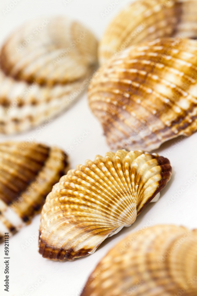 Sea shells Sea shells