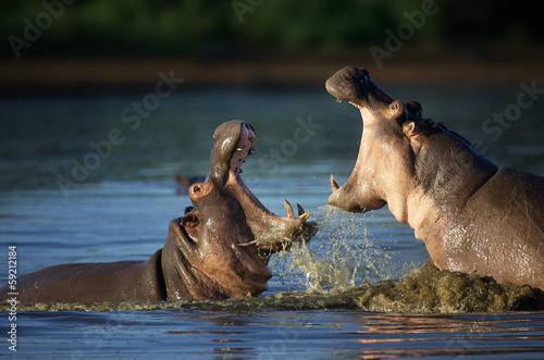 Fotografiet Fighting Hippo's