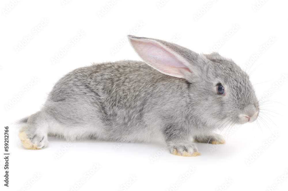 Obraz premium Rabbit