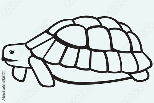 Sea turtle isolated on blue background